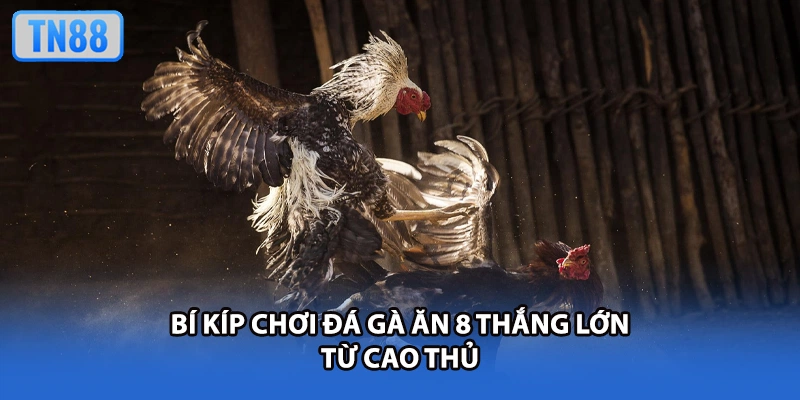 Bí kíp chơi đá gà ăn 8 thắng lớn từ cao thủ