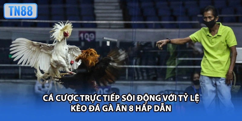 Cá cược trực tiếp sôi động với tỷ lệ kèo đá gà ăn 8 hấp dẫn
