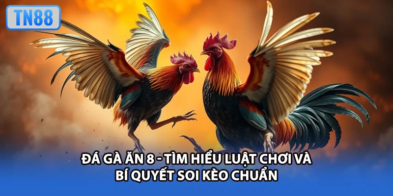 Đá Gà Ăn 8 - Tìm Hiểu Luật Chơi Và Bí Quyết Soi Kèo Chuẩn