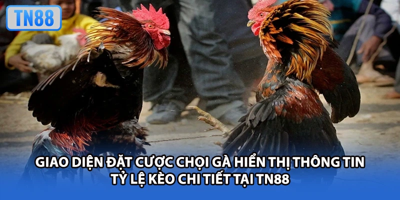Giao diện đặt cược chọi gà hiển thị thông tin tỷ lệ kèo chi tiết tại TN88
