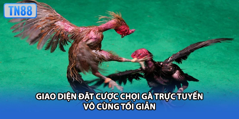 Giao diện đặt cược chọi gà trực tuyến vô cùng tối giản