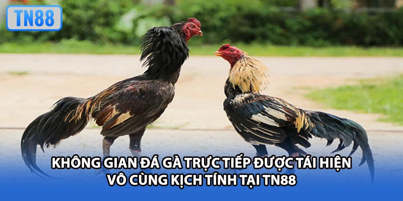 Không gian đá gà trực tiếp được tái hiện vô cùng kịch tính tại TN88