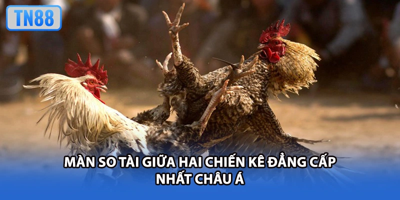 Màn so tài giữa hai chiến kê đẳng cấp nhất châu Á